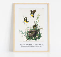 John James Audubon - Yellow-breasted Chat from Birds of America (1827)
