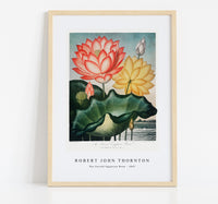 Robert John Thornton - The Sacred Egyptian Bean from The Temple of Flora (1807)