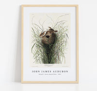 John James Audubon - Nuttall's lesser-marsh Wren from Birds of America (1827)