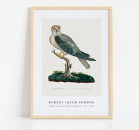 Robert Jacob Gordon - Elanus caeruleus Black-winged kite (1777–1786)