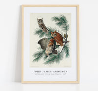 John James Audubon - Little Screech Owl from Birds of America (1827)