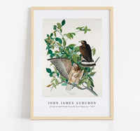 John James Audubon - Broad-winged Hawk from Birds of America (1827)