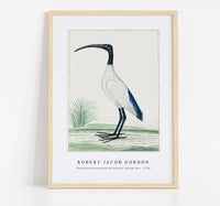 Robert Jacob Gordon - Threskiornis aethiopicus African sacred ibis (1778)
