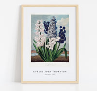 Robert John Thornton - Hyacinths from The Temple of Flora (1807)
