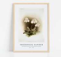 Frederick Sander - Cypripedium niveum from Reichenbachia Orchids-1847-1920