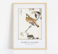 Numata Kashu - Eastern Waxwing illustration from Pictorial Monograph of Birds (1885)