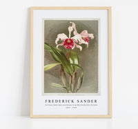 Frederick Sander - Cattleya (hybrida) arnoldiana from Reichenbachia Orchids-1847-1920