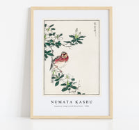 Numata Kashu - Japanese Long-tailed Rosefinch illustration from Pictorial Monograph of Birds (1885)