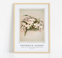 Frederick Sander - Coelogyne cristata maxima from Reichenbachia Orchids-1847-1920
