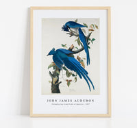 John James Audubon - Columbia Jay from Birds of America (1827)