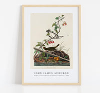 John James Audubon - Golden-crowned Thrush from Birds of America (1827)