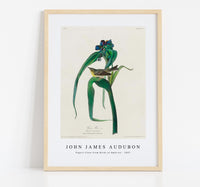 John James Audubon - Vigors Vireo from Birds of America (1827)
