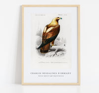 
              Charles Dessalines D'Orbigny - Eastern imperial eagle (Aquila heliaca)
            