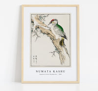 Numata Kashu - Japanese Green Woodpecker illustration from Pictorial Monograph of Birds (1885)