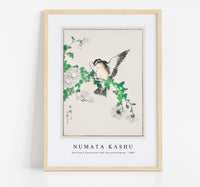 Numata Kashu - Narcissus Flycatcher and Chrysanthemum illustration from Pictorial Monograph of Birds (1885)