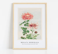 Megata Morikaga - Kiku (chrysanthemum) during 1870–1880