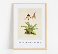 Frederick Sander - Cypripedium (hybridum) castleanum from Reichenbachia Orchids-1847-1920