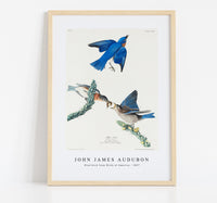 John James Audubon - Blue-bird from Birds of America (1827)