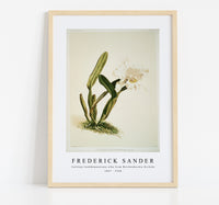 Frederick Sander - Cattleya lueddemanniana alba from Reichenbachia Orchids-1847-1920