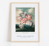 Robert John Thornton - A Group of Carnations from The Temple of Flora (1807)