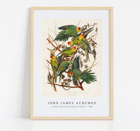 John James Audubon - Carolina Parrot from Birds of America (1827)