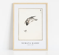 Numata Kashu - Sparrow illustration from Pictorial Monograph of Birds (1885)