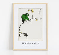 Numata Kashu - Fairy Pitta and Japanese Allspice illustration from Pictorial Monograph of Birds (1885)