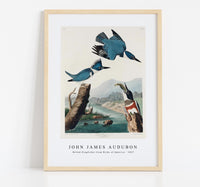 John James Audubon - Belted Kingfisher from Birds of America (1827)