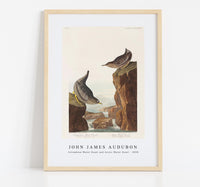 John James Audubon - Columbian Water Ouzel and Arctic Water Ouzel from Birds of America (1838)