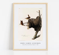 John James Audubon - House Wren from Birds of America (1827)