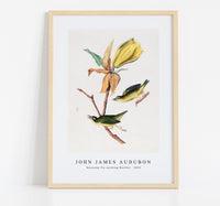 John James Audubon - Kentucky Fly-catching Warbler (1830s)