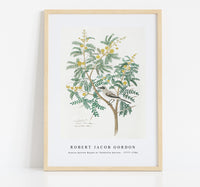 Robert Jacob Gordon - Acacia karroo Hayne or Vachellia karroo (1777–1786)