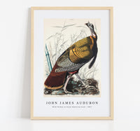 John James Audubon - Wild Turkey or Great American Cock from Birds of America (1827)