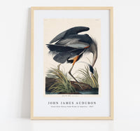 John James Audubon - Great blue Heron from Birds of America (1827)