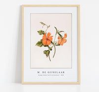 M. de Gijselaar - Orange flower by M. de Gijselaar (1820)