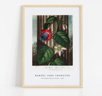 Robert John Thornton - The Winged Passion-Flower from The Temple of Flora (1807)
