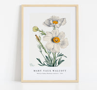 Mary Vaux Walcott - Matilija Poppy (Romneya coulteri) (1931)