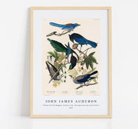 John James Audubon - Yellow-Billed Magpie, Stellers Jay, Ultramarine Jay and Clark's Crow from Birds of America (1827)
