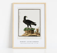 Robert Jacob Gordon - Aquila verreauxii Verreaux's eagle (1777–1786)