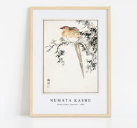 Numata Kashu - Hondo Copper Pheasant illustration from Pictorial Monograph of Birds (1885)