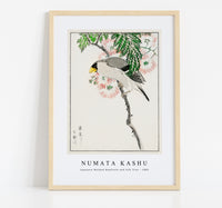 Numata Kashu - Japanese Masked Hawfinch and Silk Tree illustration from Pictorial Monograph of Birds (1885)