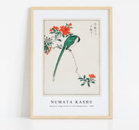 Numata Kashu - Japanese Long-tailed Tit and Pomegranate illustration from Pictorial Monograph of Birds (1885)