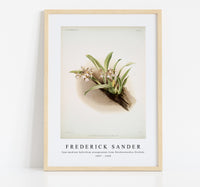 Frederick Sander - Cypripedium hybridum youngianum from Reichenbachia Orchids-1847-1920