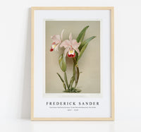 Frederick Sander - Cattleya ballantiniana from Reichenbachia Orchids-1847-1920