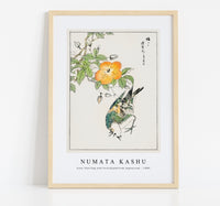 Numata Kashu - Grey Starling and Cercidiphyllum Japonicum illustration from Pictorial Monograph of Birds (1885)