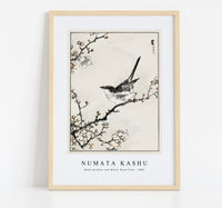 Numata Kashu - Bush-warbler and White Plum Tree illustration from Pictorial Monograph of Birds (1885)