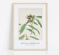 Megata Morikaga - Kashi during 1870–1880