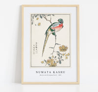 Numata Kashu - Macaw and Drooping Peach illustration from Pictorial Monograph of Birds (1885)