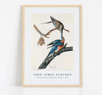 John James Audubon - Passenger Pigeon from Birds of America (1827)