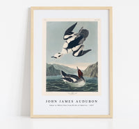 John James Audubon - Smew or White Nun from Birds of America (1827)